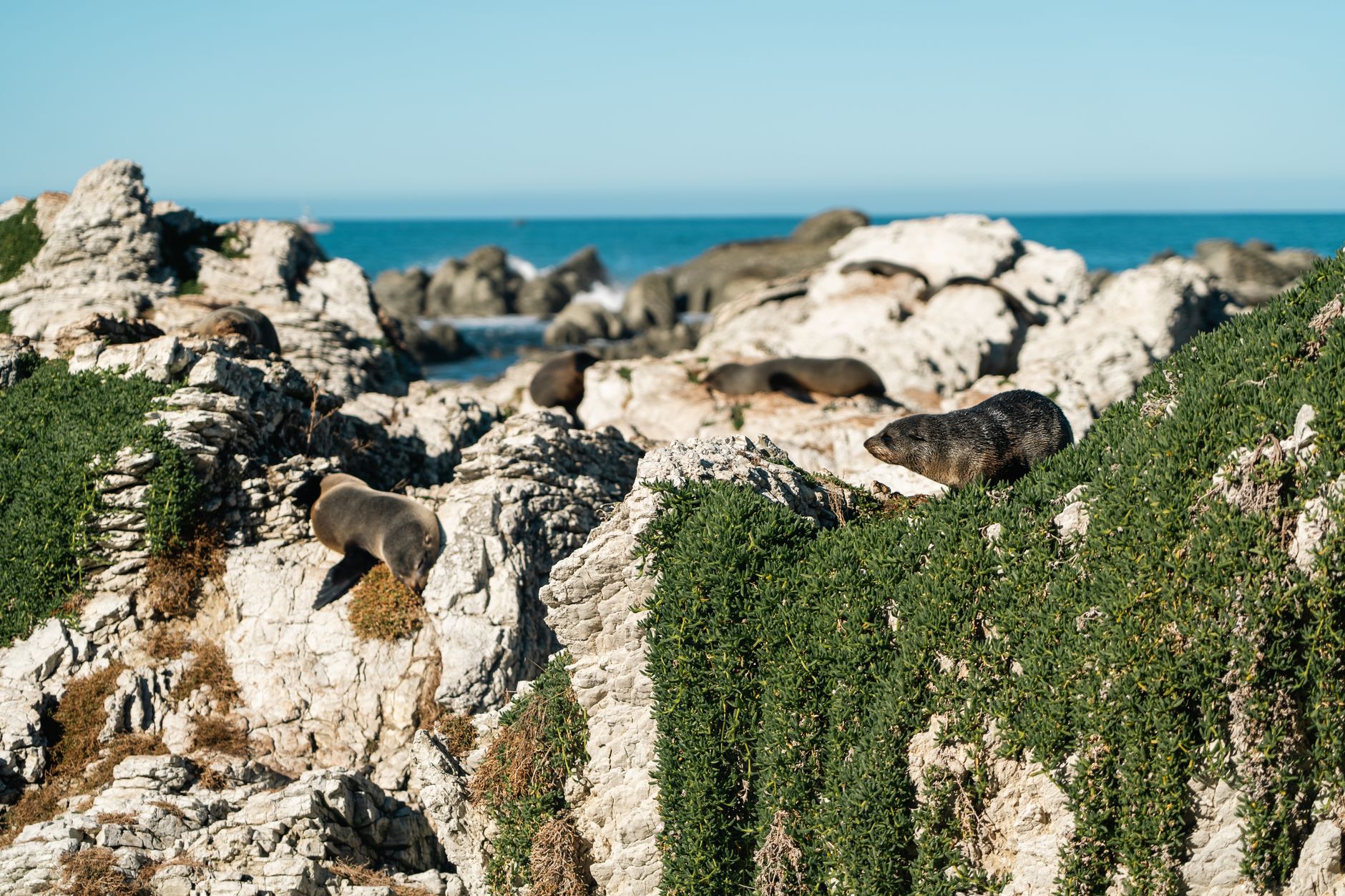 Kayaker paddling alongside coastal seal colony in Kaikoura